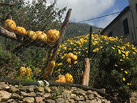 Pumpkins Vernazza